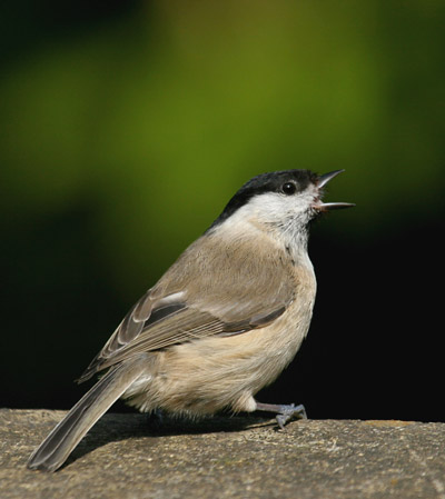 Marsh tit calling